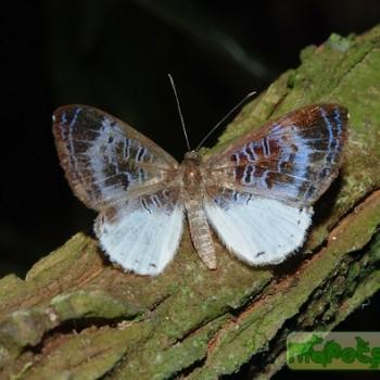 Livendula huebneri