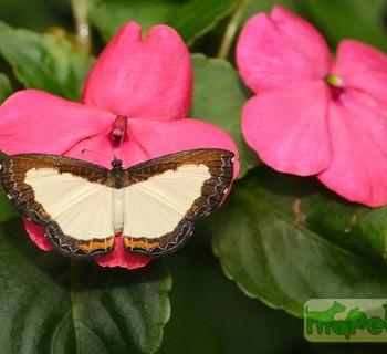 Nymphidium ascolia