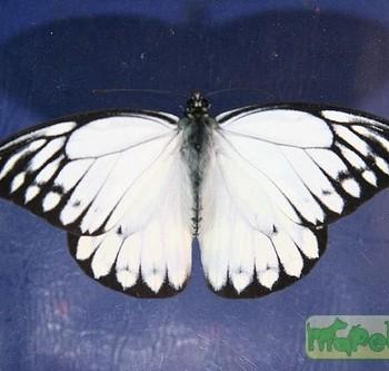 Prioneris thestylis