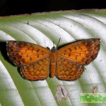 Calospila lucianus