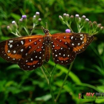 Stalachtis phlegia