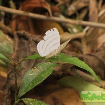 Leucochimona icare