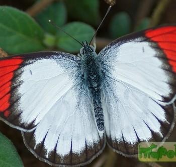 colotis danae