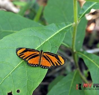 Panaropsis thyatira