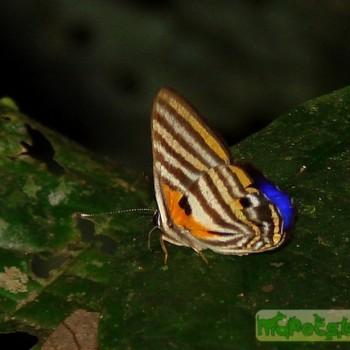 Euselasia toppini