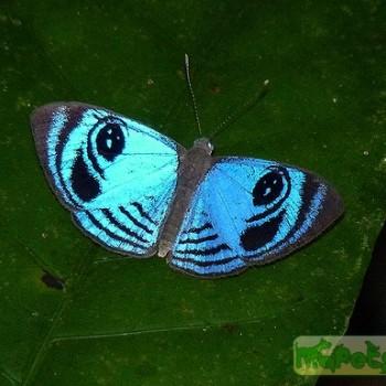 Semomesia croesus