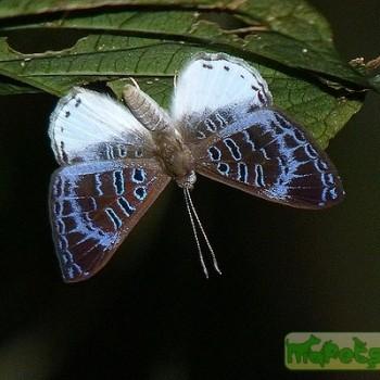 Livendula violacea
