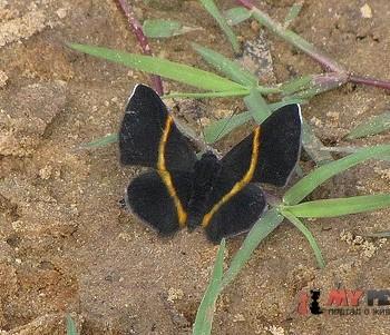 Parcella amarynthina