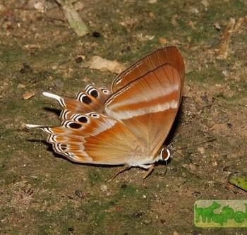 Abisara neophron