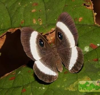 Mesosemia scotina