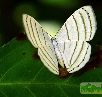 Leucochimona matisca