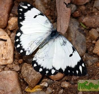Belenois creona