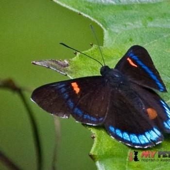 Necyria duellona