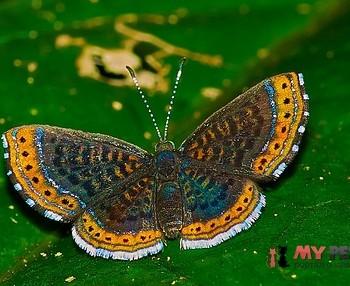 Detritivora cleonus
