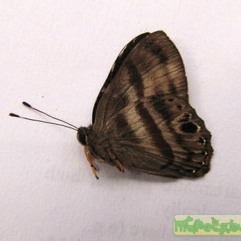 Euselasia melaphaea