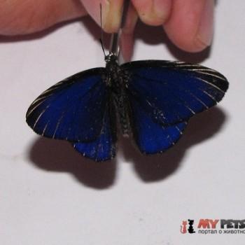 Setabis buckleyi