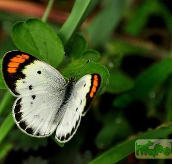 colotis etrida