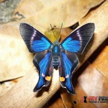 Rhetus periander