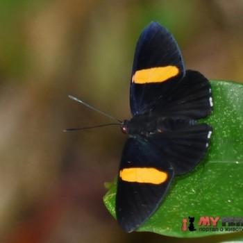 Panara phereclus