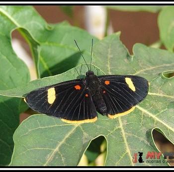 Melanis leucophlegma