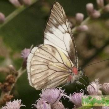 Catasticta notha