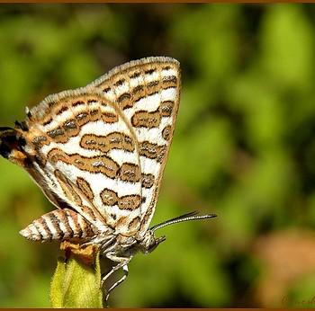 Apharitis acamas