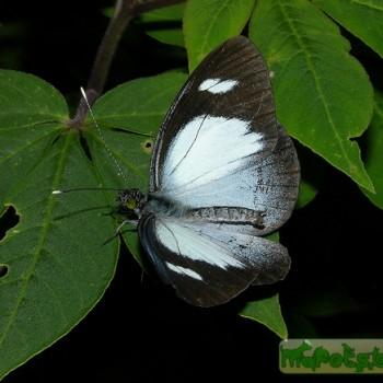Leptophobia cinerea