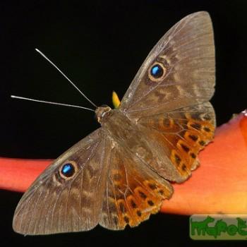 Eurybia patrona