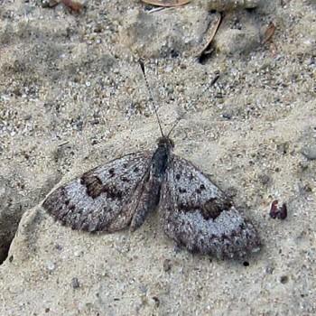 Zabuella tenellus