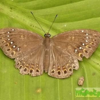 Eurybia halimede