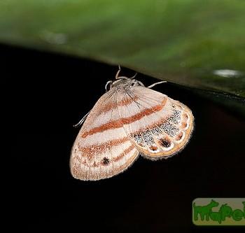 Euselasia euryone