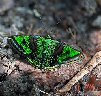 Caria mantinea