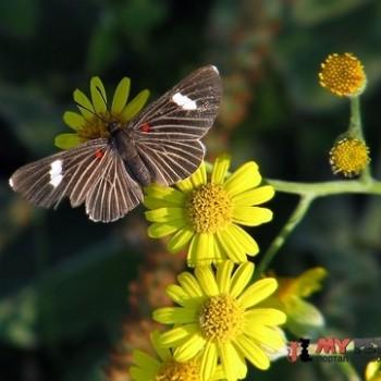 Melanis aegates