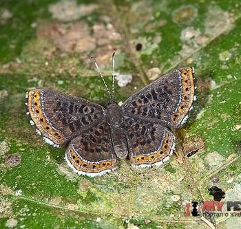 Chalodeta chaonitis
