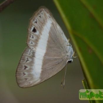 Euselasia uria