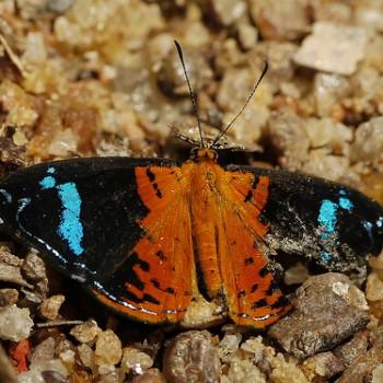Argyrogrammana praestigiosa