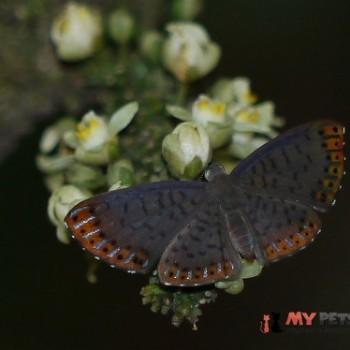 Metacharis lucius