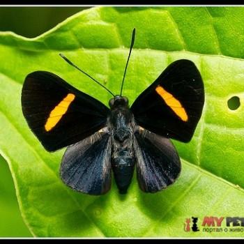 Isapis agyrtus