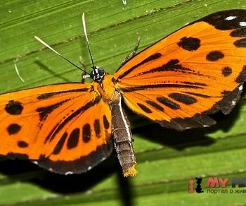 Stalachtis calliope