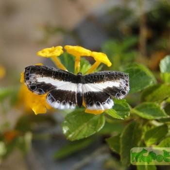 Nymphidium baeotia