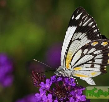 belenois victoria