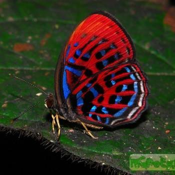 Paralaxita damajanti