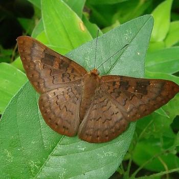 Emesis tegula
