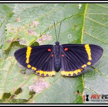 Melanis xenia