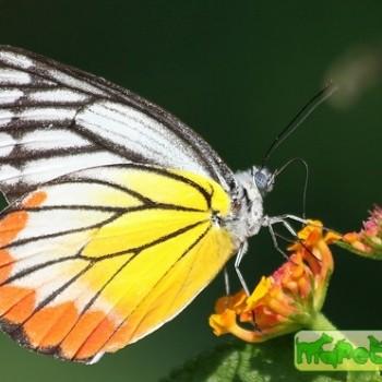 Delias agostina