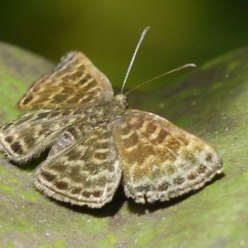 Pirascca arbuscula
