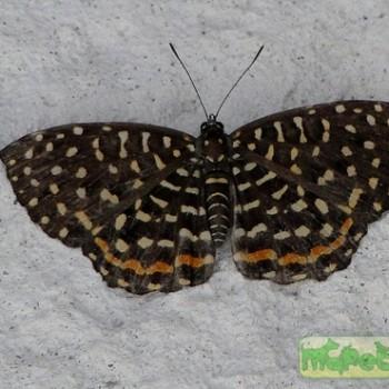 Napaea eucharila