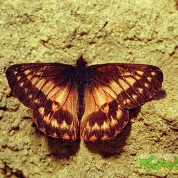 Catasticta rosea
