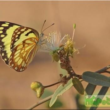 colotis protomedia