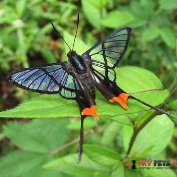 Chorinea octauius